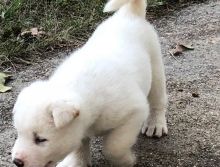 Platinum White Akita Pups