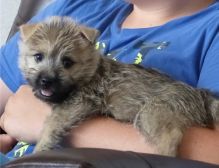 Registered Female Cairn Terrier Puppies