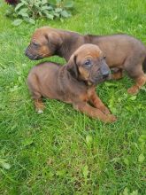 rhodesian Ridgeback Pups Call or text (716) 402-8078