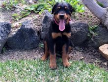 Sweet Rottweiler Puppies** Txt # (716) 402-8078