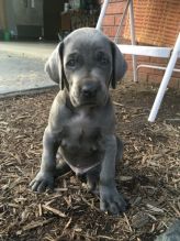 Weimaraner Puppies