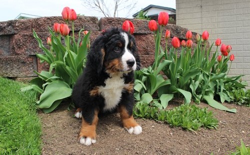 Bernese Mountain Dog Image eClassifieds4u