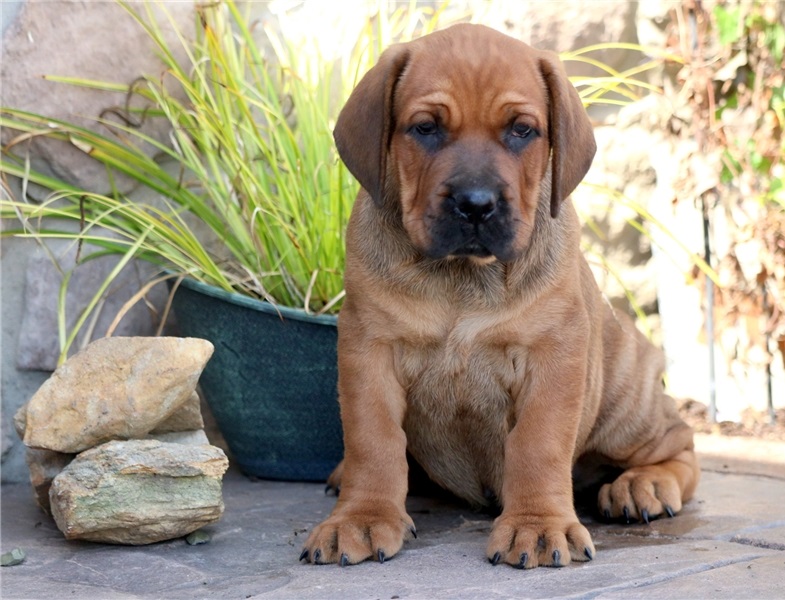 Bullmastiff Puppies for Sale Image eClassifieds4u