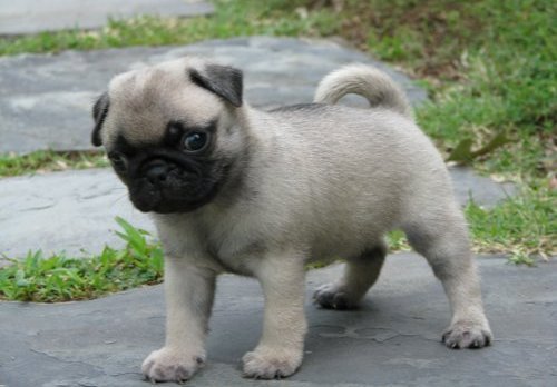 Chunky Pug Puppies For a good home...** ** contact via (716) 402 8078 for more info Image eClassifieds4u