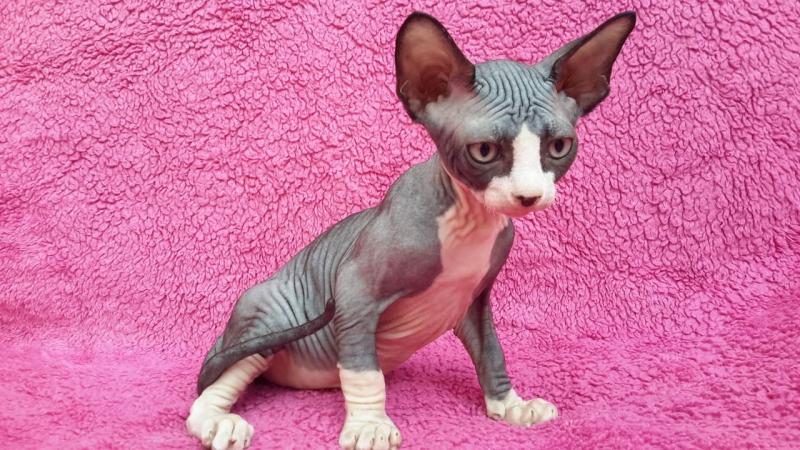 Lovely Sphynx kittens ready for forever homes!!email petsgroomer3@gmail.com or text 657 217 4020. Image eClassifieds4u