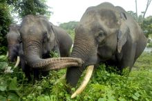 Assam Tour Package in West Bengal Image eClassifieds4u 2