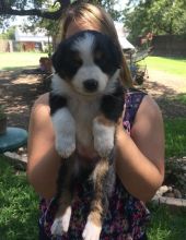Australian Shepherd Puppies For Sale Call or text (716) 402-8078 Image eClassifieds4U