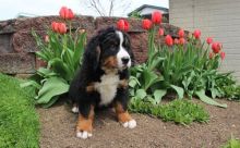 Bernese Mountain Dog Image eClassifieds4U