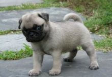 Chunky Pug Puppies For a good home...** ** contact via (716) 402 8078 for more info Image eClassifieds4U