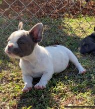 French Bulldog Puppies Ready Now Image eClassifieds4U