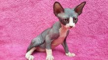 Lovely Sphynx kittens ready for forever homes!!email petsgroomer3@gmail.com or text 657 217 4020. Image eClassifieds4u 2