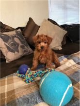 Stunning Yorkshire Terrier Call or text (716) 402-8078 Image eClassifieds4U