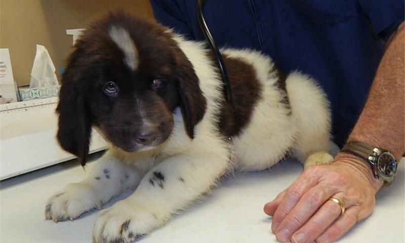 Newfoundland puppies. Image eClassifieds4u