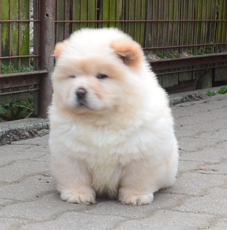 Quality Chow Chow Puppies for Sale Call or text (716) 402-8078 Image eClassifieds4u