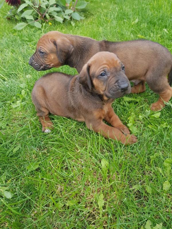 rhodesian Ridgeback Pups Call or text (716) 402-8078 Image eClassifieds4u