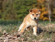 Adorable Shiba Inu puppies.