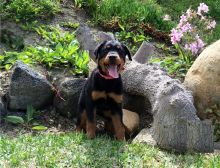 Amazing Rottweiler Puppies Ready Now for adoption (alvisemilano01@gmail com)
