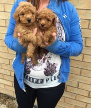 Gorgeous 11 Week Old Poodle Puppies for Adoption (alvisemilano01@gmail com)