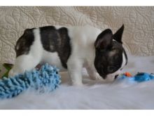 Male and female French bulldog puppies.