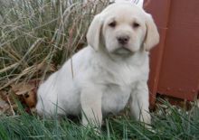 Pedigree Labrador Puppies for Adoption (alvisemilano01@gmail com)