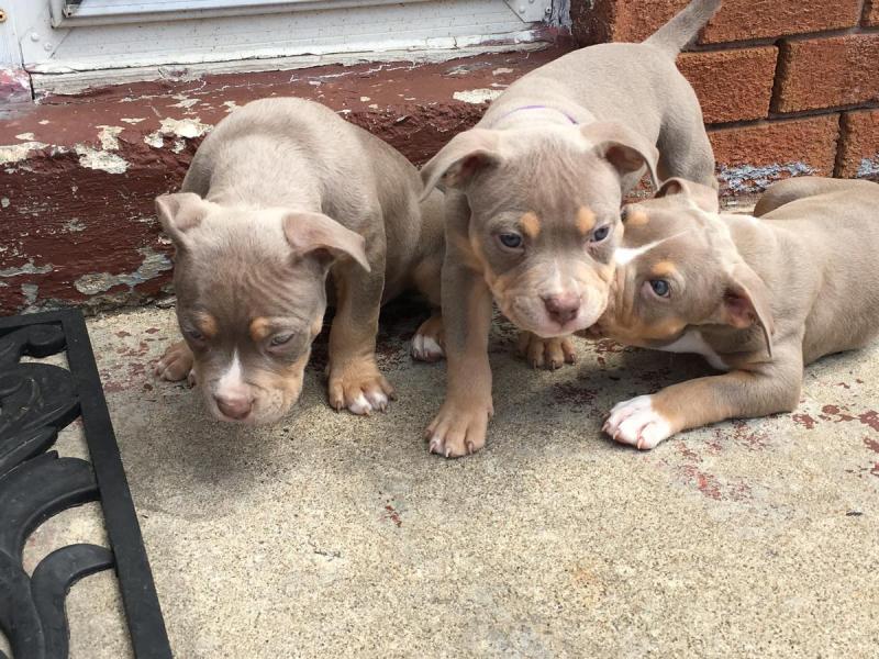 American Pitbull Puppies for adoption...Txt # (716) 402-8078 Image eClassifieds4u