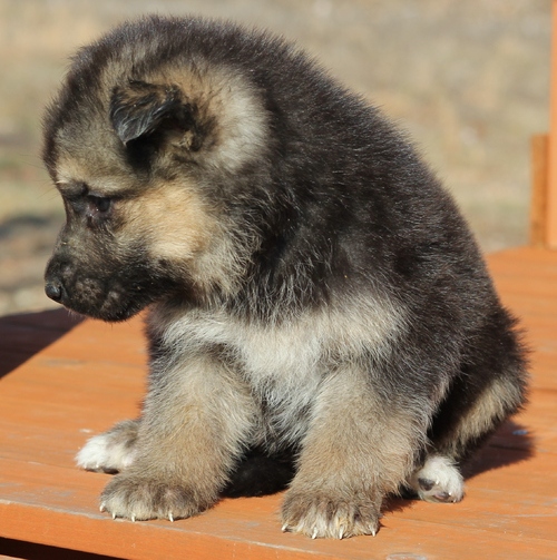 Brave German Pinscher Puppies Available for adoption (alvisemilano01@gmail com) Image eClassifieds4u