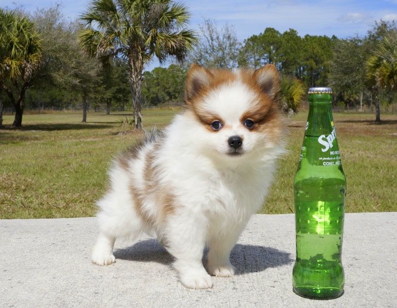 Gorgeous and Adorable Pomeranian Puppies...(alvisemilano01@gmail.com) Image eClassifieds4u