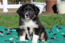 Australian Shepherd female for adoption...(alvisemilano01@gmail.com) Image eClassifieds4U