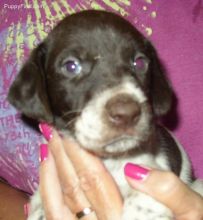 Breathtaking German Wirehaired Pointer Puppies (alvisemilano01@gmail com) Image eClassifieds4U