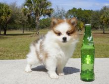 Gorgeous and Adorable Pomeranian Puppies...(alvisemilano01@gmail.com) Image eClassifieds4U