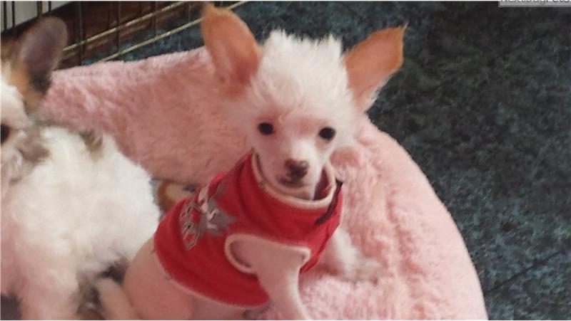 Purebred Papered Chinese Crested Puppies for Adoption (alvisemilano01@gmail com) Image eClassifieds4u