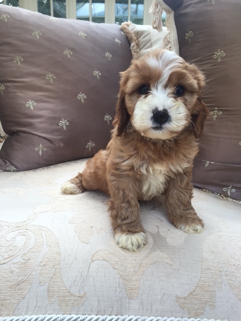 Very cute, social and lovely Cavapoo puppies Image eClassifieds4u