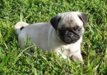 Lovely and cute looking Pug Ready (alvisemilano01@gmail.com)