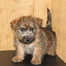 Lovely Carine terrier puppies.