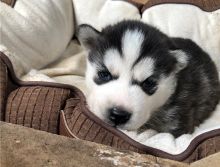 Two adorable Pomsky puppies