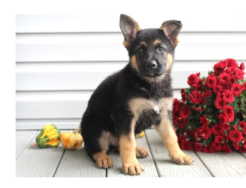 Adorable German Shepherd puppies. Image eClassifieds4u