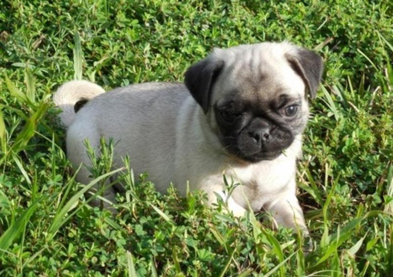 Lovely and cute looking Pug Ready (alvisemilano01@gmail.com) Image eClassifieds4u