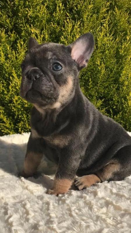 Available Purebred CKC French Bulldog Puppies For Sale 902-909-0241 Image eClassifieds4u