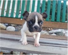 Available Purebred CKC French Bulldog Puppies For Sale 902-909-0241