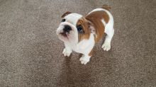 Adorable English bulldog Pups For Sale (902)-909-0241