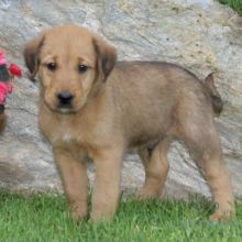 Airedale Terrier Puppies For Adoption