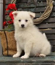 American Eskimo Puppies For Adoption