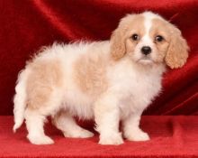 Cavachon Puppies For Adoption