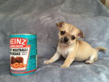 Chihuahua Puppies For Adoption