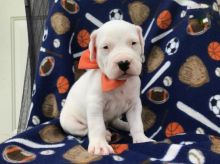 Dogo Argentino Puppies For Adoption