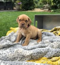 Dogue de bordeaux Puppies For Adoption