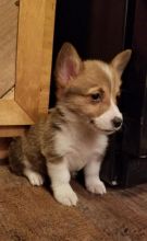 Pembroke Welsh Corgi Puppies For Adoption