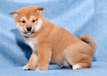 Shiba Inu Puppies For Adoption