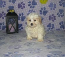 Shih-poo Puppies For Adoption