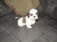 Shih Tzu Puppies For Adoption